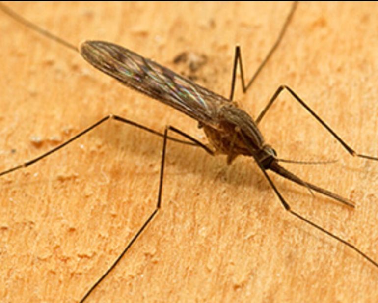 Torna dopo 50 anni la zanzara della malaria in Italia: scoperta inattesa solleva preoccupazioni 1