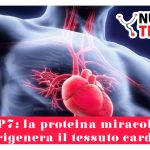 BMP7: la proteina miracolosa che rigenera il tessuto cardiaco