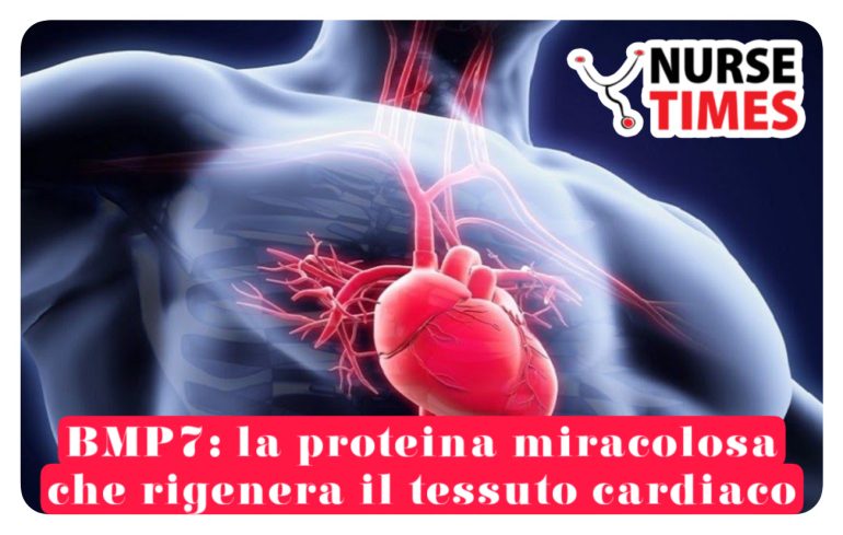 BMP7: la proteina miracolosa che rigenera il tessuto cardiaco