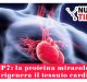 BMP7: la proteina miracolosa che rigenera il tessuto cardiaco