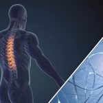 Midollo spinale lesionato, ENEA studia un dispositivo per rigenerarlo