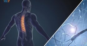 Midollo spinale lesionato, ENEA studia un dispositivo per rigenerarlo