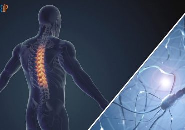 Midollo spinale lesionato, ENEA studia un dispositivo per rigenerarlo