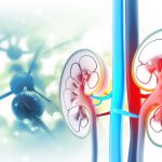 Trapianto di reni fetali in utero: lo studio giapponese