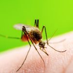 Febbre Oropouche, diagnosticato in Veneto il primo caso europeo: la conferma dell'Irccs di Negrar