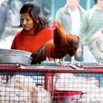 India, segnalato caso di influenza aviaria A H9N2: è un bimbo di 4 anni