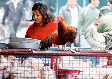 India, segnalato caso di influenza aviaria A H9N2: è un bimbo di 4 anni