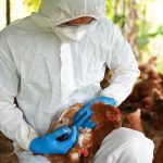 Influenza aviaria, morto un uomo in Messico: è il primo caso umano di virus A/H5N2