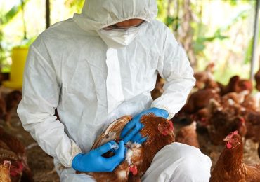 Influenza aviaria, morto un uomo in Messico: è il primo caso umano di virus A/H5N2