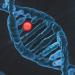 Mytho, scoperto il gene della longevità