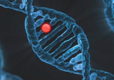 Mytho, scoperto il gene della longevità