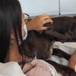 Cure più umane grazie a Hello Pet! L'iniziativa di due infermieri a Biella