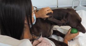 Cure più umane grazie a Hello Pet! L'iniziativa di due infermieri a Biella