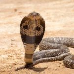 Morso di cobra, il nuovo antidoto è un vecchio farmaco: l'eparina