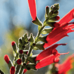 Team di ricerca guidato da Padova identifica nuova terapia anti-invecchiamento