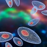 Ingegnerizzare il parassita Toxoplasma gondii per trasportare proteine terapeutiche al sistema nervoso centrale: lo studio