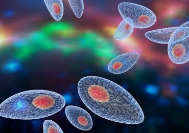 Ingegnerizzare il parassita Toxoplasma gondii per trasportare proteine terapeutiche al sistema nervoso centrale: lo studio