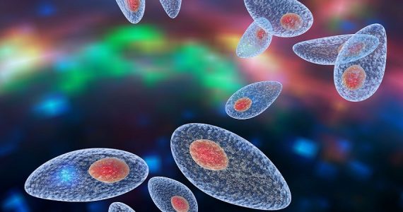 Ingegnerizzare il parassita Toxoplasma gondii per trasportare proteine terapeutiche al sistema nervoso centrale: lo studio