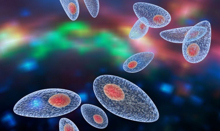 Ingegnerizzare il parassita Toxoplasma gondii per trasportare proteine terapeutiche al sistema nervoso centrale: lo studio