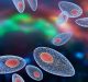 Ingegnerizzare il parassita Toxoplasma gondii per trasportare proteine terapeutiche al sistema nervoso centrale: lo studio
