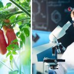 Molecole antiossidanti dagli scarti del pomodoro: lo studio di ENEA e Università della Tuscia