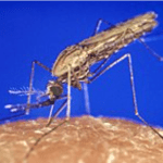 Virus Oropouche, a rischio di trasmissione sessuale. Isolato all’IRCCS Negrar nel liquido seminale: è la prima volta al mondo