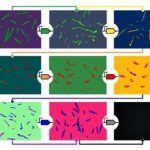 Geni sintetici capaci di replicare l'attività delle cellule di costruzione di tessuti e strutture: lo studio di Roma Tor Vergata