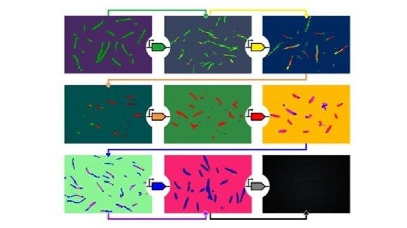 Geni sintetici capaci di replicare l'attività delle cellule di costruzione di tessuti e strutture: lo studio di Roma Tor Vergata